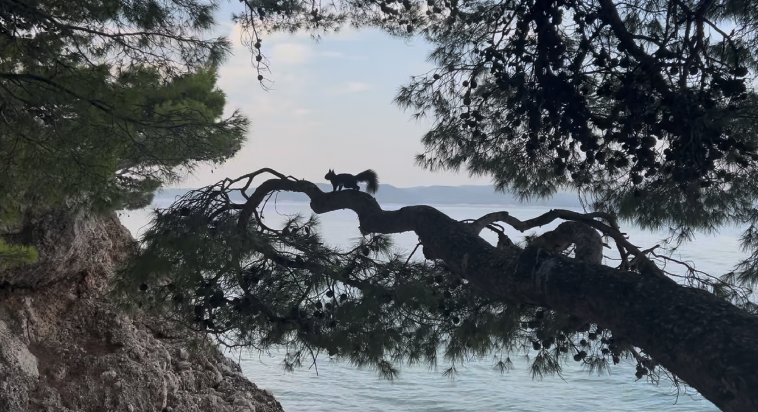 Punta Rata (Zlatni rat) — 3